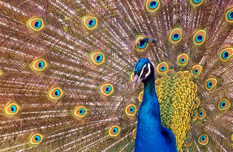 Eingestellt von logdalu am 13. Blauer Pfau / Zoopark Erfurt
