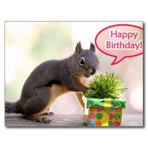 Happy Birthday Squirrel Postcard Zazzle Happy Birthday Squirrel