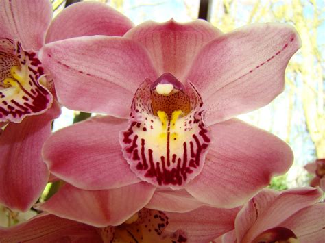 Cymbidium Clarisse Austin Best Pink Orquídeas