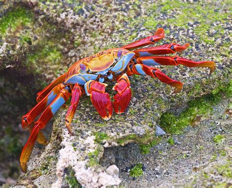 17 Reasons Why Crabs Are Cooler Than You Thought Peta