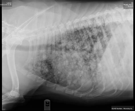 Treatment of the main disease (for example, radical operation in tumor) leads to regression of the glomerulonephritis. Dog Lung Cancer Xray - Goldenacresdogs.com