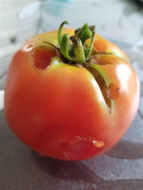Need Tomato Help Whats Wrong With My Home Grown Tomatoes Are There