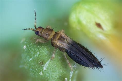 Watch For Thrips Parvispinus In Georgia Turf And Ornamental Pest