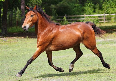 Horse Breed Hackney Pony