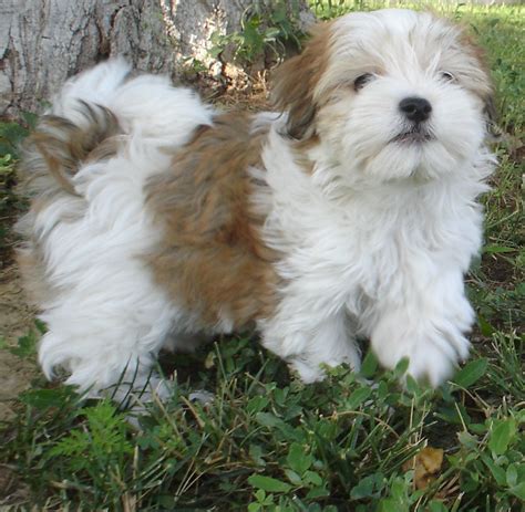 Brown And White Havanese Dog Photo And Wallpaper
