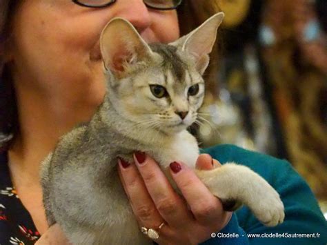 Un évènement tous les acteurs et experts des médecines complémentaires : Photos du SALON INTERNATIONAL DU CHAT D'ORLEANS les 4 et 5 ...
