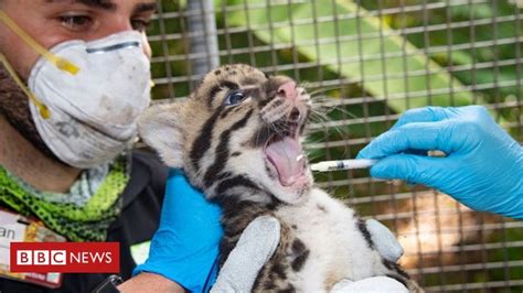 Endangered Clouded Leopard Kittens Born At Us Zoo Famous Reporters