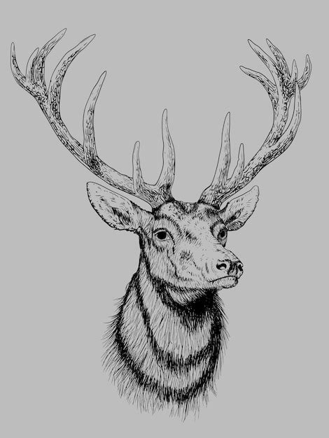 Premium Vector Illustration Of Deer