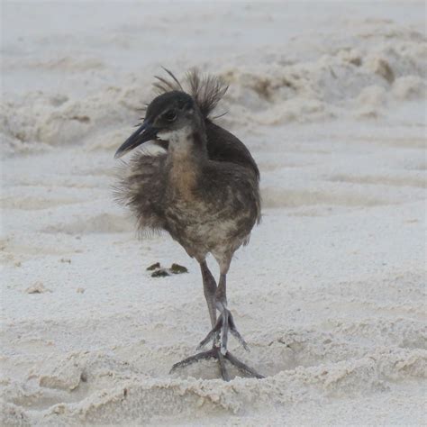 An Early Season Tropical Storm Wiped Out Mississippis Beach Nesting