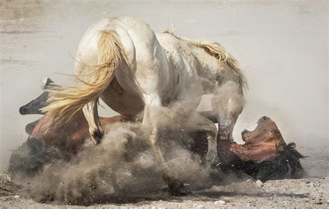Stallion Fighting Photograph By Jami Bollschweiler Fine Art America