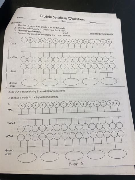 By themselves, ribosomes cannot form a protein when the mrna. Trna And Mrna Transcription Worksheet With Answer Key - Flow Of Genetic Information Kit ...