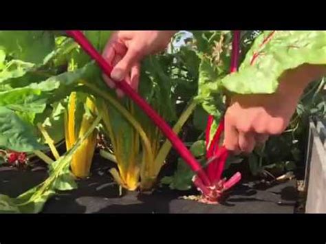 How To Harvest Swiss Chard From Garden Pictures