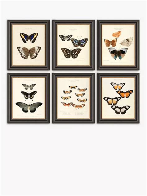 Butterflies Framed Prints Set Of 6 37 X 31cm Multi