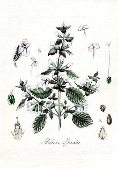 Botanical Illustration Provence Herbs By Elena Limkina Via Behance