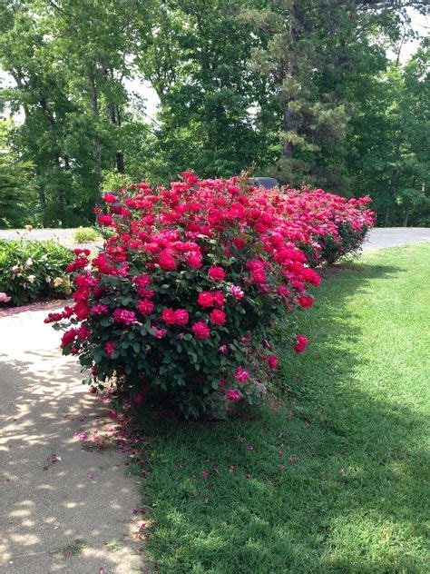 16 Best Drift And Knock Out Roses And Plant Companions Ideas Knockout