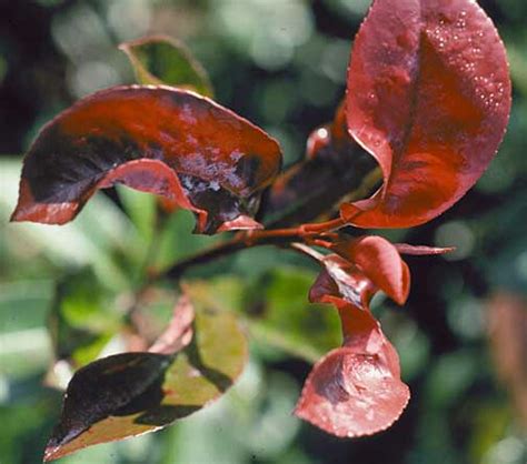 Entomosporium leaf spot, which is caused by the fungus entomosporium maculatum, is a severe problem on red tips. Photinia-Powdery Mildew | Pacific Northwest Pest ...