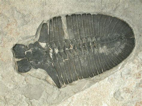 Bathyuriscus Trilobite Marjum Formation