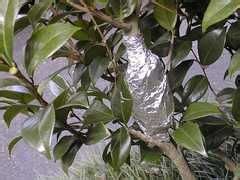 Select a healthy branch 1 to 2 feet in length from tip to base. Propagating Camellias - The Camellia Club of Mobile | Air ...