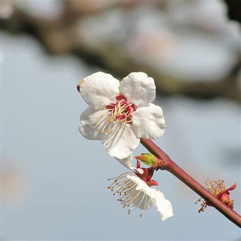Sakura Season Seeing Kanazawas Cherry Blossoms In One Day
