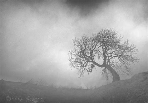 The Mist And The Tree Lone Tree Sitting In Amidst The Mist Flickr