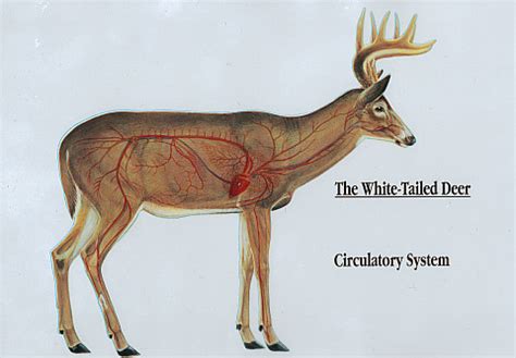 Deer Anatomy Diagram