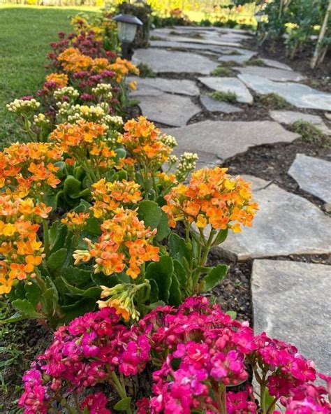 Flor Da Fortuna Significado Dicas Práticas Para Cultivar Em Casa