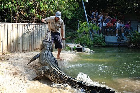 Hartleys Crocodile Adventures With Palm Cove Transfers • Tours To Go