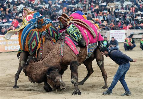Izmir Turkey January 21 Camels Wrestle During The 36th