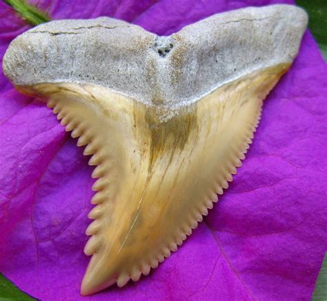 Hemipristis Fossil Shark Teeth Primitive Past