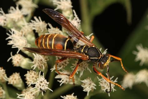 Northern Paper Wasp Identification Behavior And Extermination Techniques Arete Pest Control