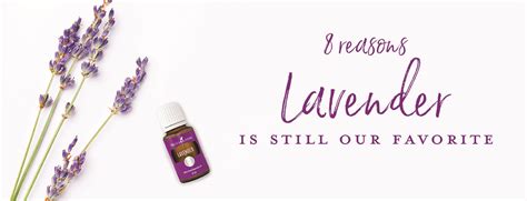 8 Reasons Lavender Essential Oil Is Still Our Favorite Young Living Blog