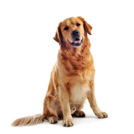 Shiba Inu Golden Retriever Mix - Information and Facts ...