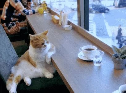 The best way to start your day well is to wake up in the morning and send good morning gif to your loved ones and in. Bass Coffee Morning GIFs - Find & Share on GIPHY