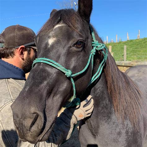 Circle G's Horses Pulled for Rescue-Asheboro,NC | Asheboro NC