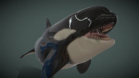 Low Poly Killer Whale Orca 3d Model By Butterstudio Milaggp