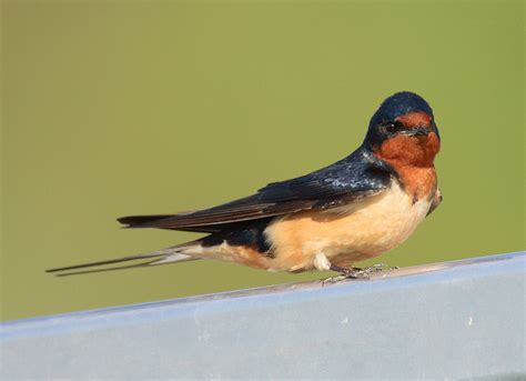 Cute Barn Swallow Photo And Wallpaper All Cute Barn Swallow Pictures