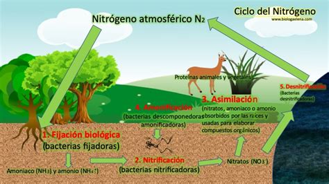 Bióloga Elena Ciclo del nitrógeno