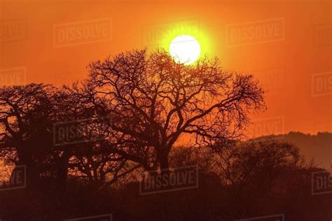Silhouette Of Acacia Tree At Sunset Stock Photo Dissolve