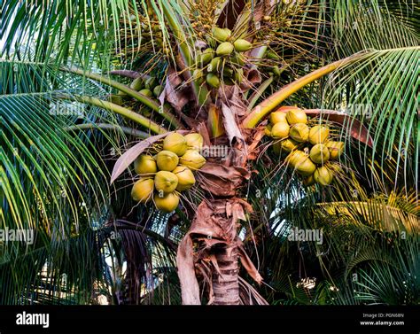 Coconuts On A Palm Tree Stock Photo Alamy
