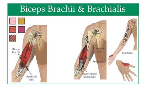 Pictures Of Biceps Brachii Tendons Healthiack