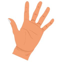 Hand Diagram Fingers