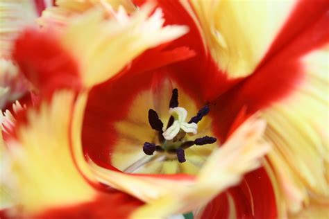 Tulpe Blütenstempel Blütenkelch · Kostenloses Foto Auf Pixabay