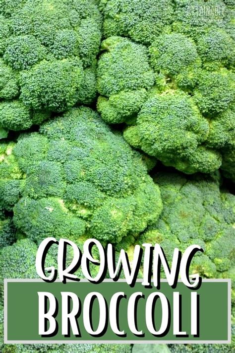 Growing Broccoli In The Home Garden Attainable Sustainable
