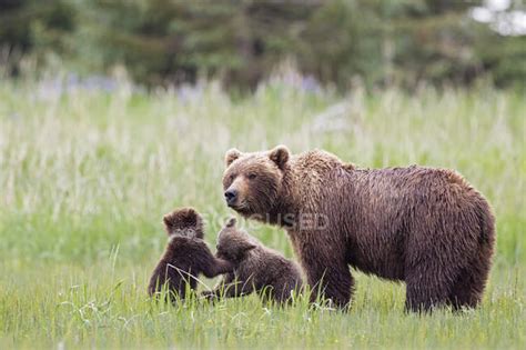 Brown Bear With Cubs Standing In Lake Clark National Park And Preserve