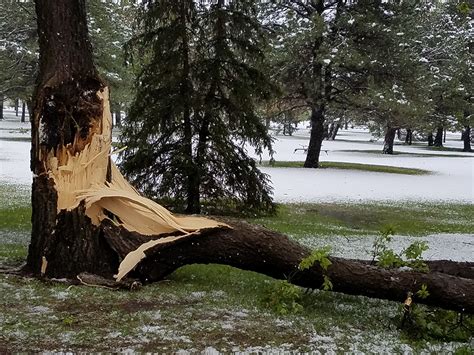 When Severe Weather Strikes Be Mindful Of Tree Damage Kansas State