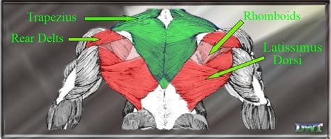 Upper Back Anatomy Exercises For Low Back Pain Detailed Easy To