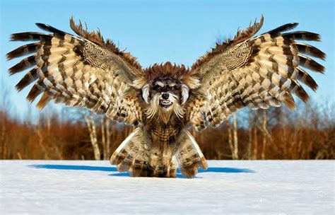 Californian sarah derememer, 25, started making hybrid animals as a way to improve her photoshop skills. Is it a bird? Or is it a... dog? Crazy artist creates ...
