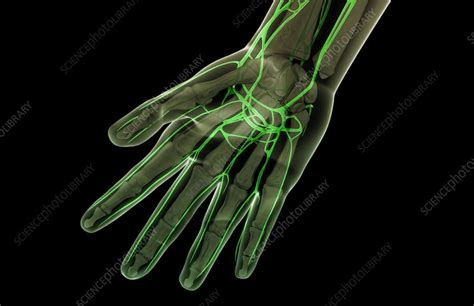 The Lymph Vessels Of The Hand Stock Image C0082087 Science Photo
