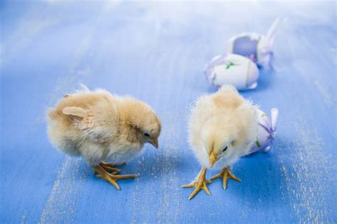 Fluffy Little Yellow Chickens And Easter Eggs On A Blue Wooden B Stock