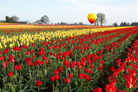 Visiting The Wooden Shoe Tulip Festival In Oregon 2023 Guide